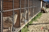В Удмуртии зоозащитники отстояли максимально гуманный закон об обращении с бездомными животными