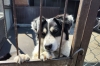 Укол смерти: сколько собак погибло в Нижегородской области в результате эвтаназии