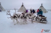 День оленевода отметили на Ямале: «Это яркость тундры»