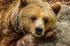 На юге Красноярского края проснулись медведи