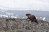 В Хакасии проснулись медведи