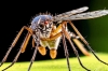 Почему комары чаще кусают людей, чем животных: мнение врача