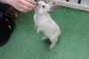 Годовалую петербурженку в контактном зоопарке покалечил кролик