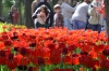 Организаторы изменили даты фестиваля тюльпанов в Петербурге из-за холодов