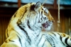 Тигр напал на человека около популярного туристического места в Приморье