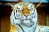 Раненого тигра разыскивают в Приморье: угрожает местным жителям