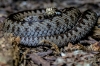 В Тюменской области произошел первый укус змеи за сезон: как избежать нападения