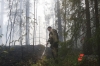 Россиянам назвали штрафы за разведение огня на участках поврежденного леса