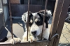 Челябинский зоозащитник Даллакян больше не берет животных на лечение