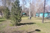Клещи покусали уже более 500 человек в Новосибирской области