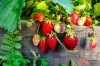 Ростовская область лишилась урожая ягод и орехов из-за внезапных заморозков