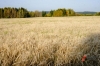В Новороссийске исключили земли сельхозназначения из черты города