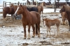 Сотрудники МЧС Югры спасли табун лошадей в Абатском районе