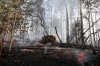 За выходные 21 лесной пожар потушили в Иркутской области
