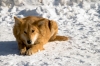 Собака напала на ребенка на севере Иркутской области