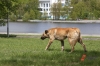 Сотрудники иркутского детсада пожаловались на собак: животные уже ходят по территории