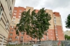 Поваленные деревья и перевернутые остановки: на Пермский край обрушился шквалистый ветер