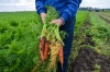 Нутрициолог предупредила о том, кому нельзя есть морковь