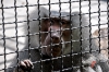 Пьяная обезьяна покусала в Комсомольске-на-Амуре 5 человек и хозяйку