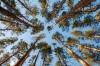 Число незаконных вырубок леса в Архангельской области сократилось в разы