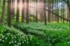 Россиян предупредили о смертельно опасных растениях в летнем лесу