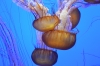 Берег Крыма утопает в медузах