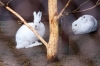 Из-за запрета охоты в Севастополе на фоне спецоперации началось нашествие зайцев