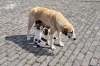 В Оренбурге отказались от эвтаназии бездомных собак: «Ни одно животное не будет умерщвлено»