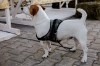 В Оренбургской области ввели обязательную регистрацию собак