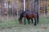 На трассе под Красноярском иномарка налетела на лошадь: есть жертвы