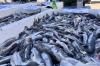 Дагестан установил рекорд по переработке рыбы в 2025 году