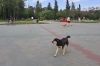 В Саратове официально запретили выгуливать питомцев на детских площадках