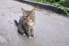 Кота-наркокурьера перехватили в Нижегородской области