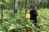 Опытный грибник дал прогноз, когда закончится сезон «тихой охоты» в Тюменской области