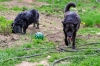 Гуляла без поводка: в Уфе собака набросилась на ребенка
