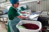 Ученые зафиксировали рекордный неурожай дикоросов в лесах Югры: почему нет ягод в тайге