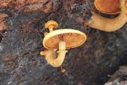 «Необычная погода на Урале сделала грибы непредсказуемыми»