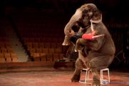 «Если убрать из цирков аттракционы с животными, они окажутся на пороге закрытия»
