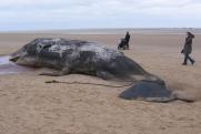Более 50 мертвых китов обнаружено на побережье Исландии