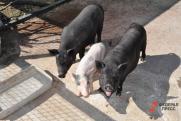 Россия запретила ввоз свиней из Южной Кореи из-за АЧС