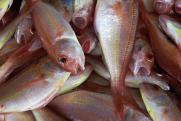 Роспотребнадзор: в продукции Колпашевского рыбозавода концентрация ртути в норме