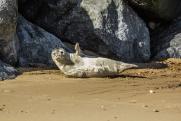 На африканском побережье нашли 7 тысяч мертвых тюленей