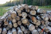 Лесопромышленники прокомментировали новые поправки в Лесной кодекс РФ