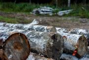 В Оренбурге чиновников подозревают в незаконной вырубке деревьев