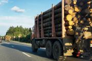 Единая система учета леса заработает в России с 1 июля