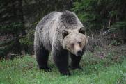 Экологи ожидают, что сибирские медведи будут выходить к людям все чаще