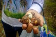 Почему в лесах Свердловской области пропали грибы: «Они были, есть и будут»