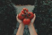 Как выбрать томаты без риска для здоровья