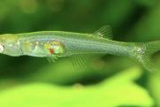 В мире появился новый вид рыб с крошечным мозгом
