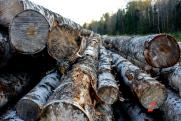 Жители Хакасии рискуют остаться зимой без дров